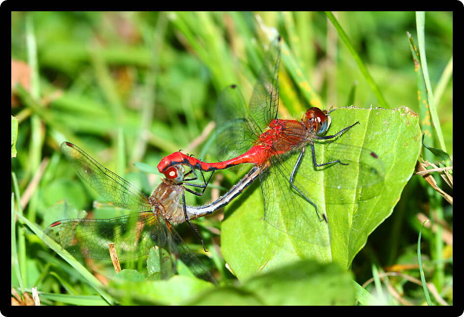 White-faced Meadowhawk (Sympetrum obtrusum) Dragonfly at a northern Illinois natural area.