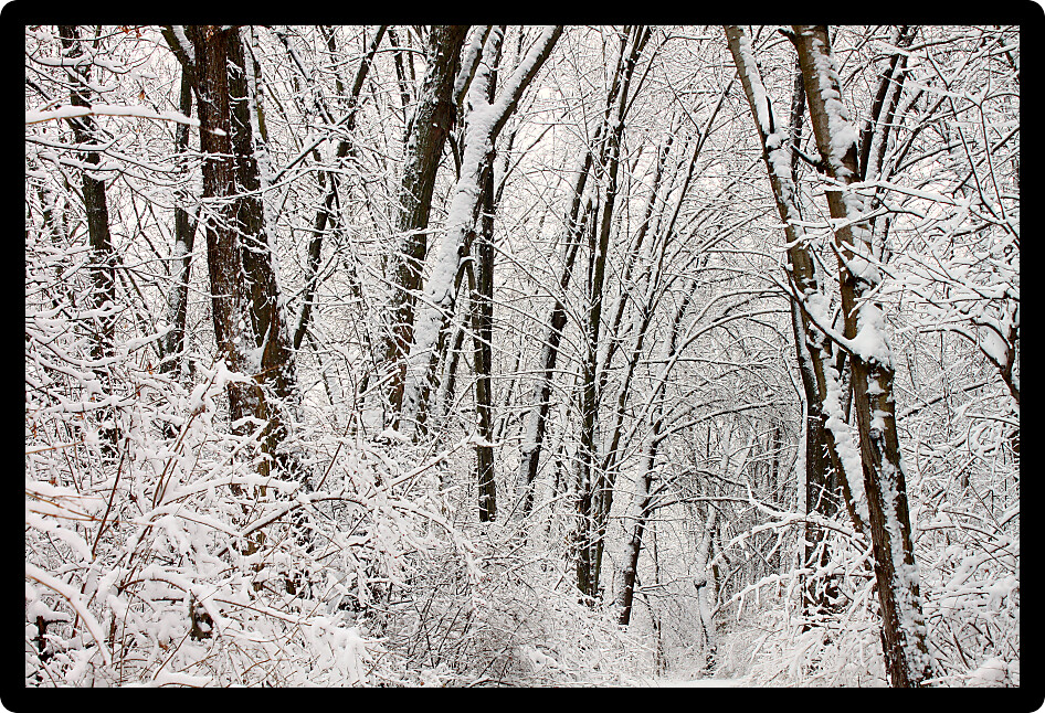 Winter snow clings to tree branches in a dense thicket of northern Illinois.