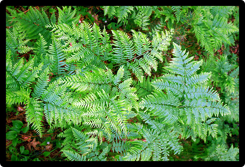 Ferns grow in the understory of a vivid green northwoods forest in Wisconsin.