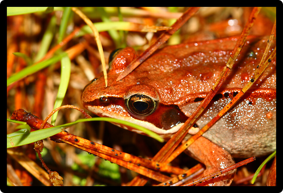 Wood Frogs (Rana sylvatica) are adapted to handle cold temperatures and occur throughout northern North America.