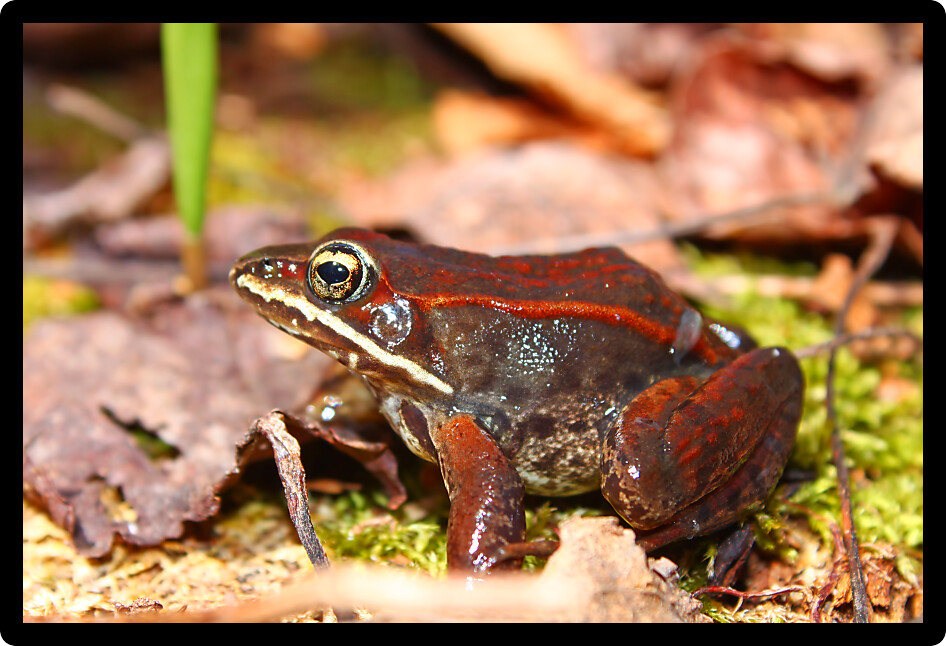 Wood Frog (Rana sylvatica) near a woodland wetland in northwoods Michigan.