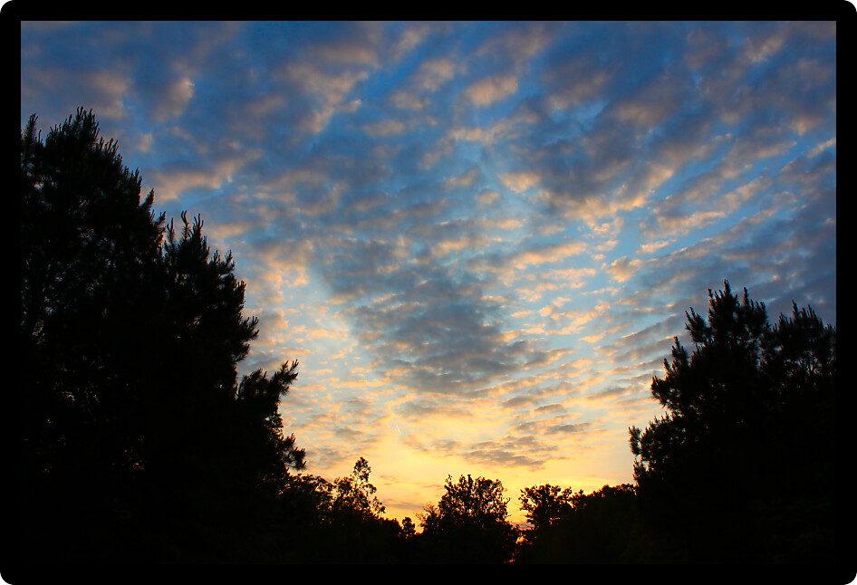 Evening scenery as the sun sets over the pine forests of northern Alabama.
