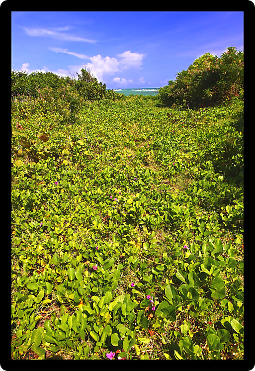 Tropical vegetation grows along the coast at Anse de Sables Beach in Saint Lucia.