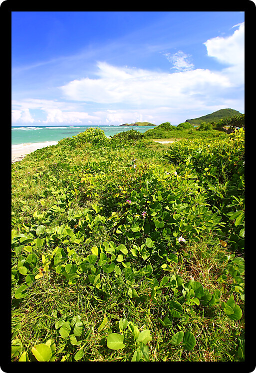 Tropical vegetation grows along the coast at Anse de Sables Beach in Saint Lucia.