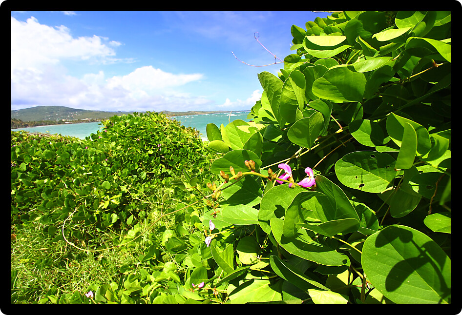 Tropical vegetation grows along the coast at Anse de Sables Beach in Saint Lucia.