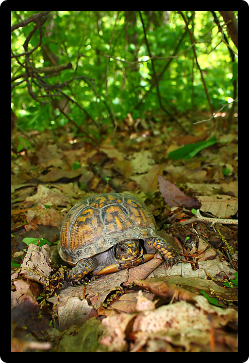 Box Turtle (Terrapene carolina) inhabiting a forest of Alabama.
