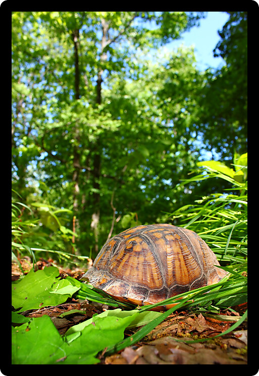 Shy Box Turtle (Terrapene carolina) hides in her shell in Alabama.