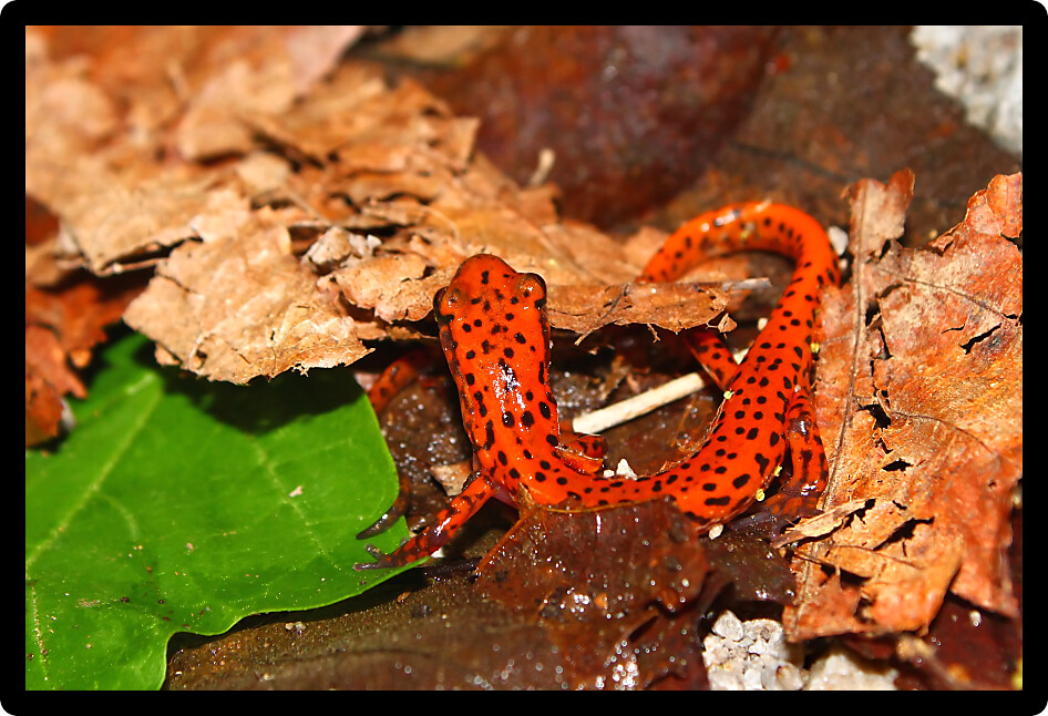 Cave Salamander (Eurycea lucifuga) in an Alabama natural area.