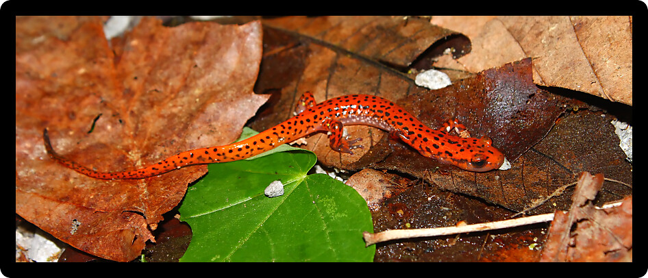 Cave Salamander (Eurycea lucifuga) in an Alabama natural area.