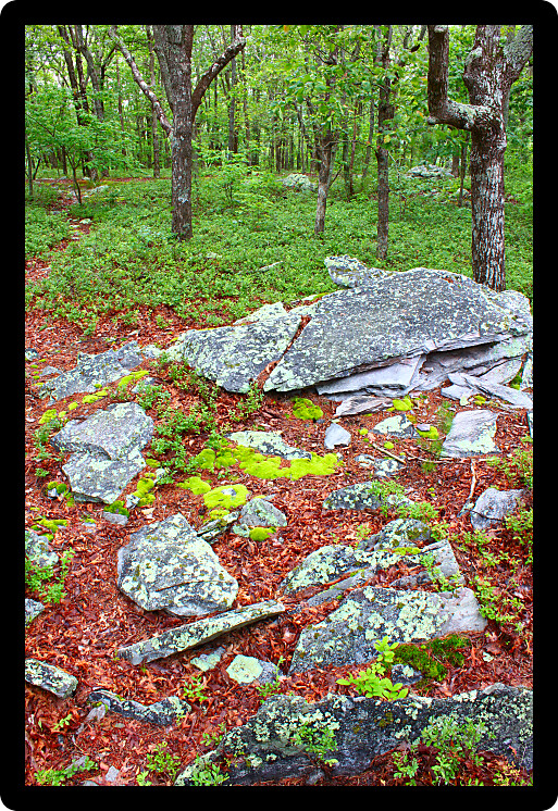Rocks scatter the landscape at Cheaha State Park in Alabama.