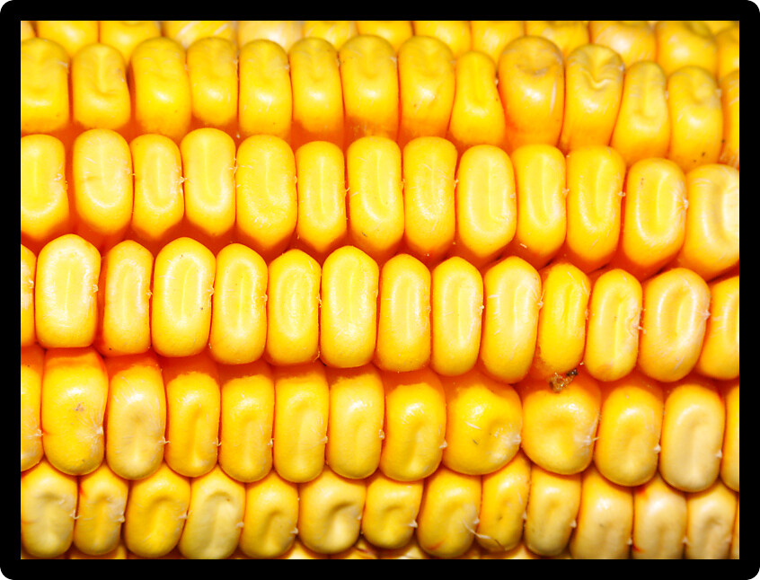 Close-up view of an ear of corn.