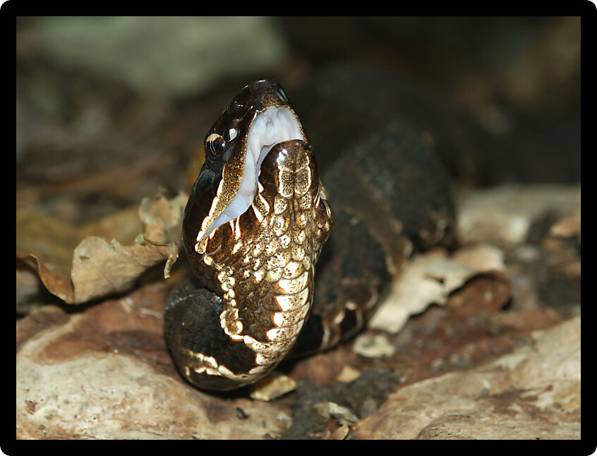 Cottonmouth (Agkistrodon piscivorus) in a forest of southern Illinois.