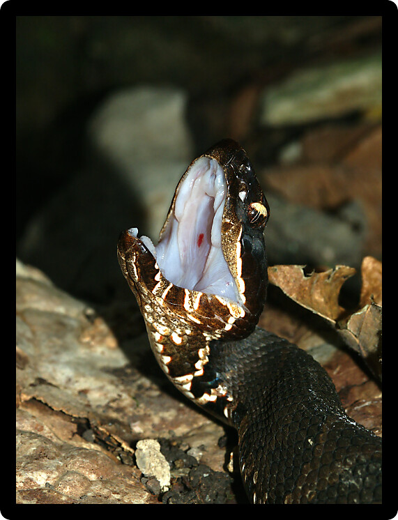 Cottonmouths (Agkistrodon piscivorus) inhabit natural areas of southern Illinois.