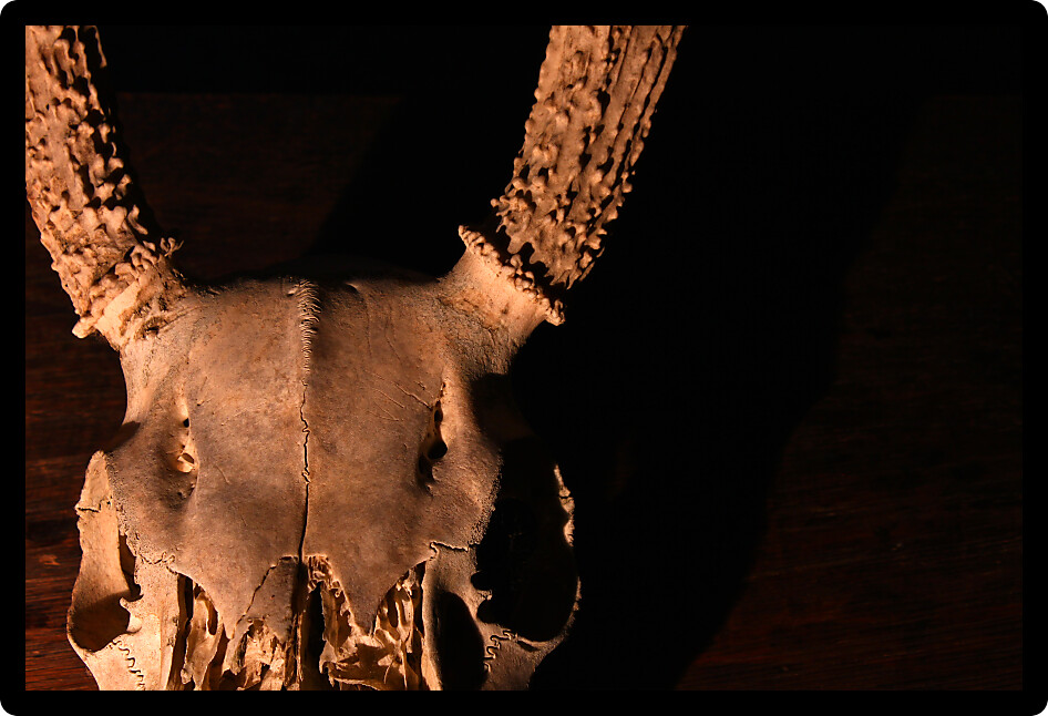 Creepy Deer Skull against the darkness of night.