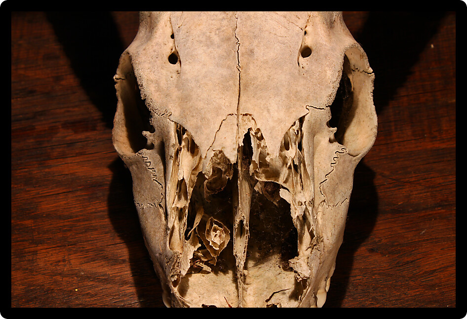 Close-up of a creepy Deer Skull