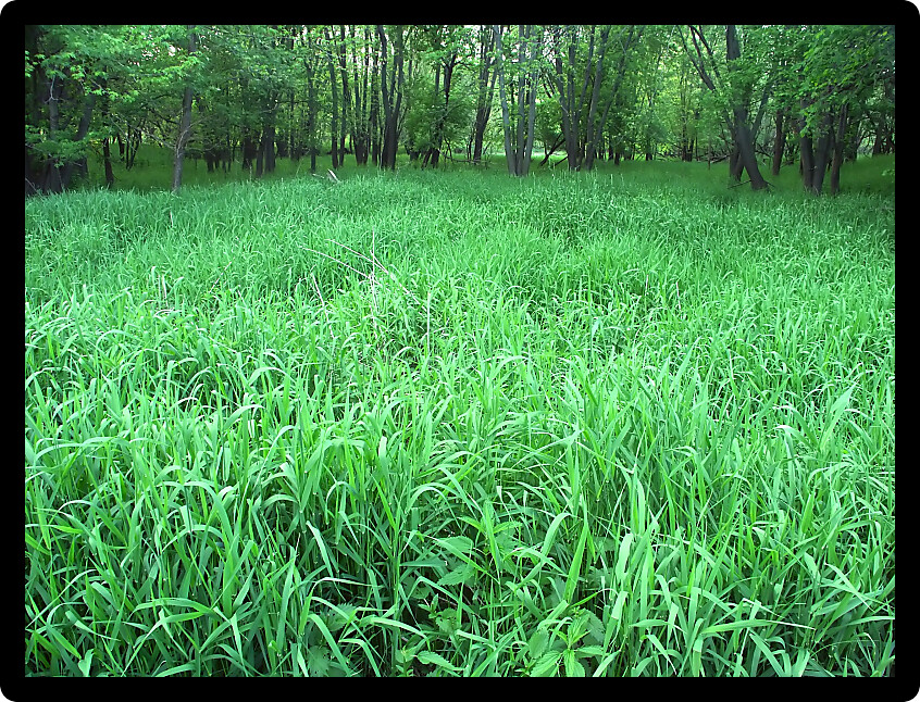 Dense understory vegetation covers the forest floor at Blackhawk Springs Forest Preserve in Illinois.