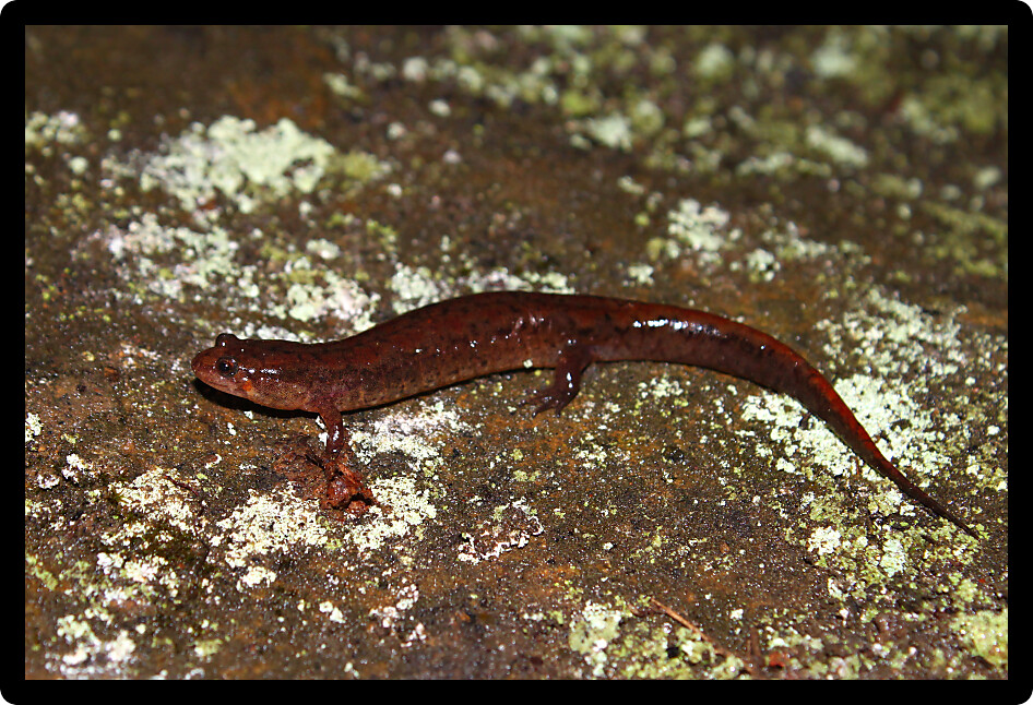 Dusky Salamanders (Desmognathus conanti) are an amphibian species in Alabama.