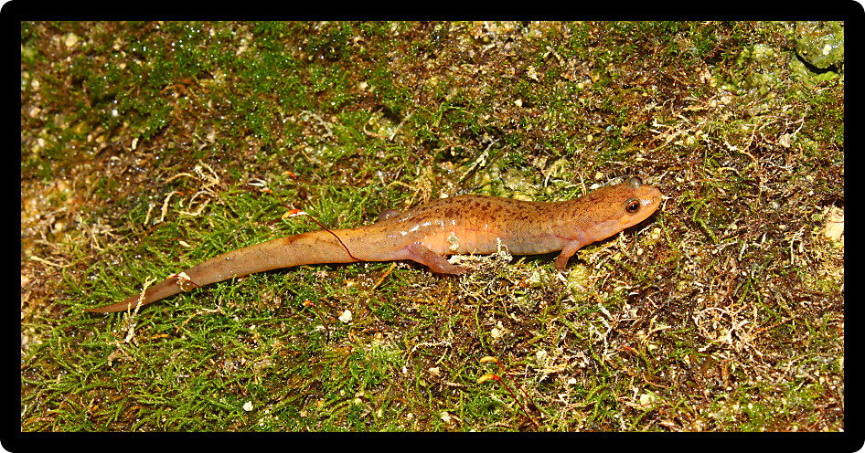 Dusky Salamanders (Desmognathus conanti) are an amphibian species in Alabama.
