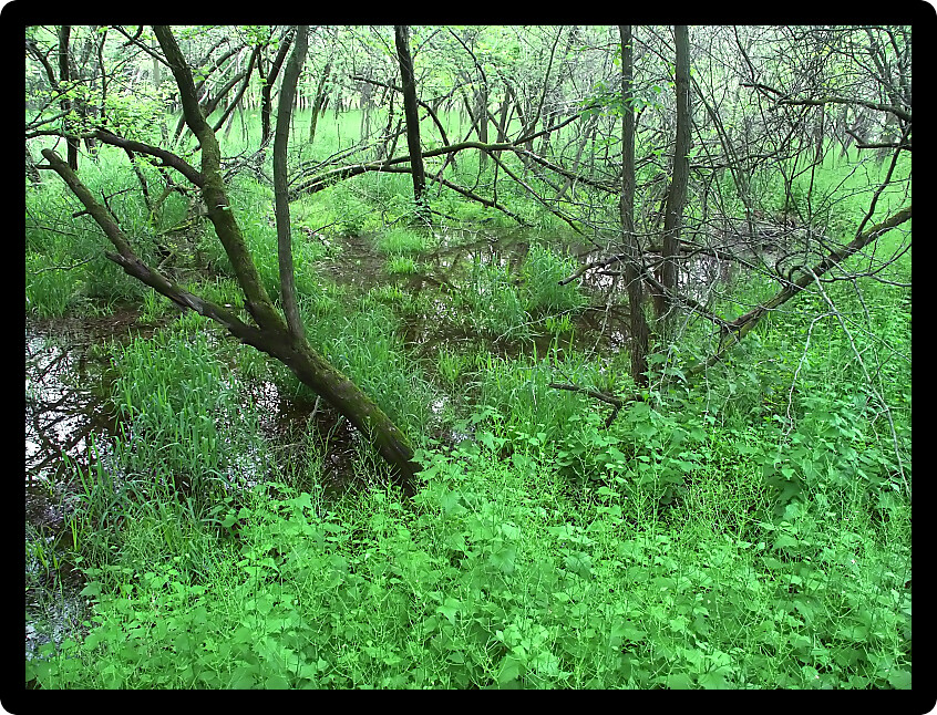 Vegetation covers a floodplain forest at Blackhawk Springs Forest Preserve in Illinois.