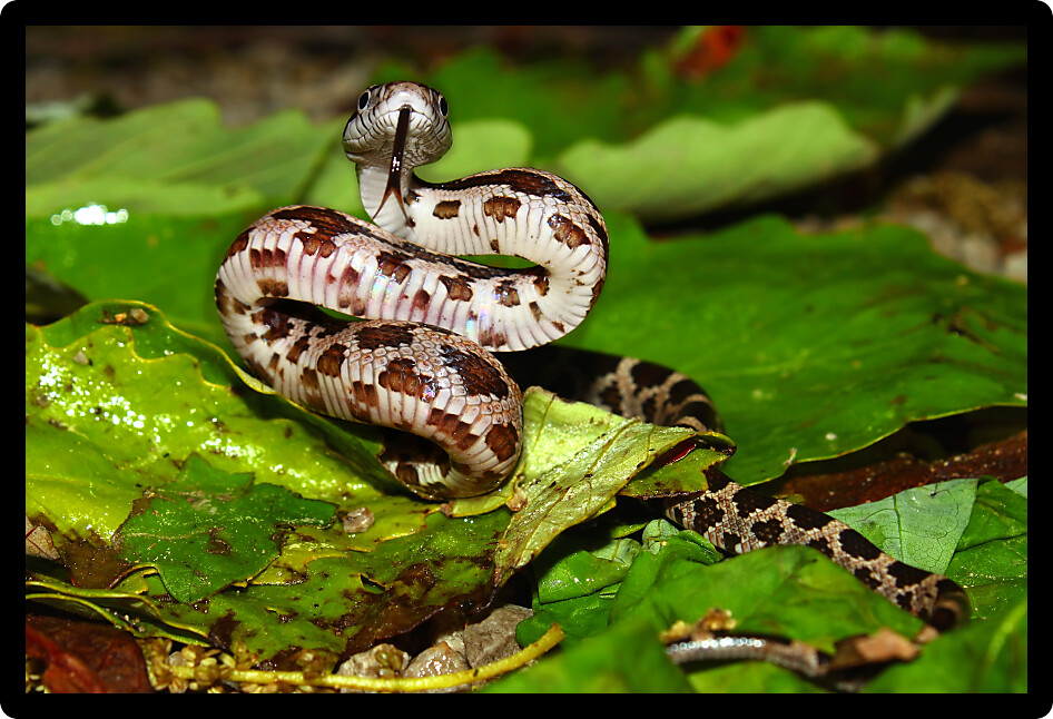 Gray Rat Snake (Elaphe obsoleta) sits on the forest floor in Alabama.