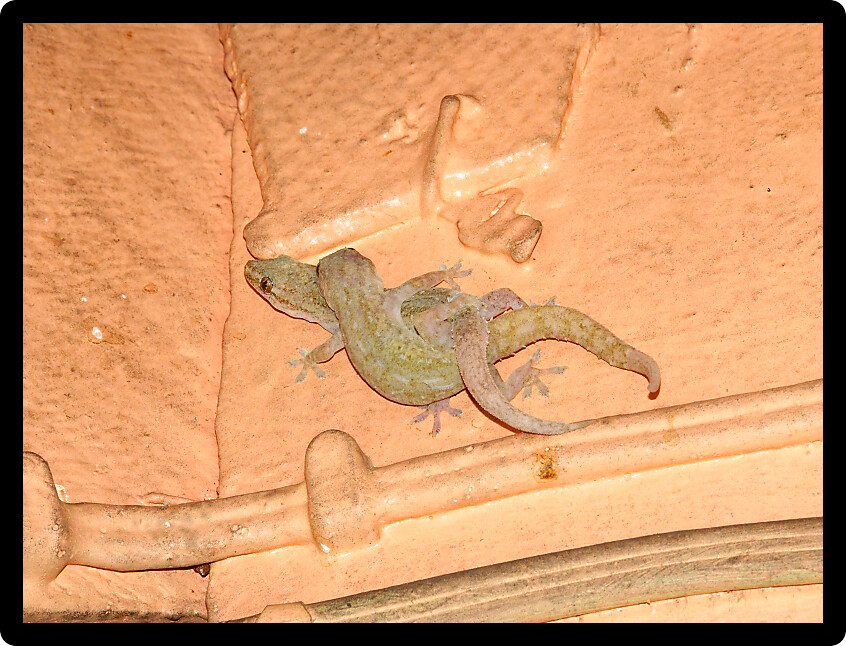 Two House Geckos (Hemidactylus frenatus) mating on a wall in Queensland Australia.