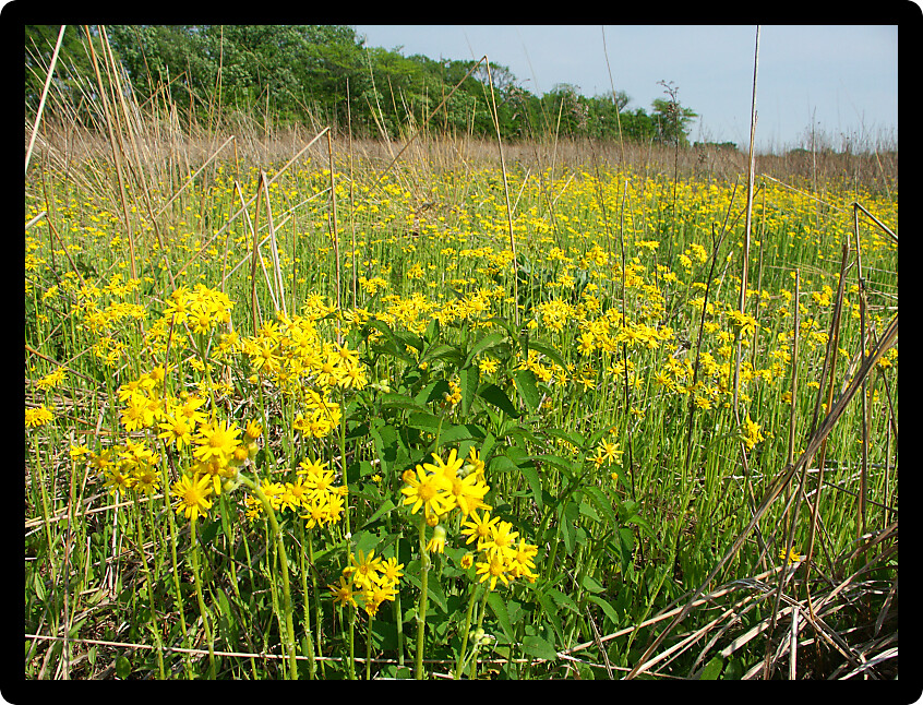 Beautiful yellow flowers bloom in a prairie at Deer Run Forest Preserve in northern Illinois.