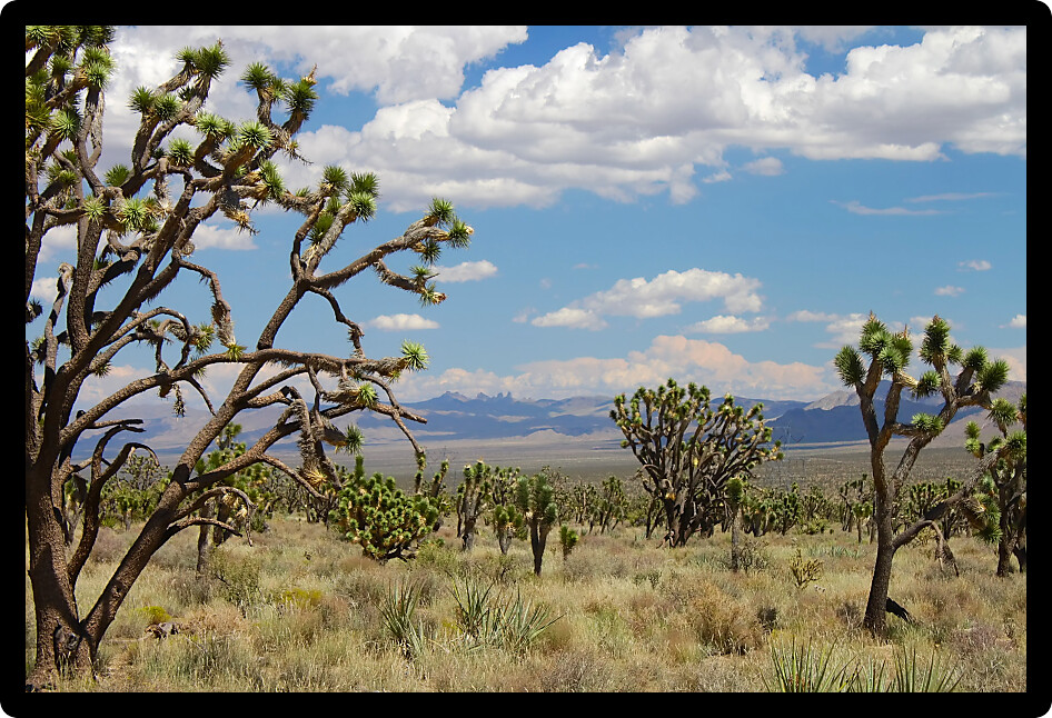 Joshua trees at the Mojave National Preserve in California.