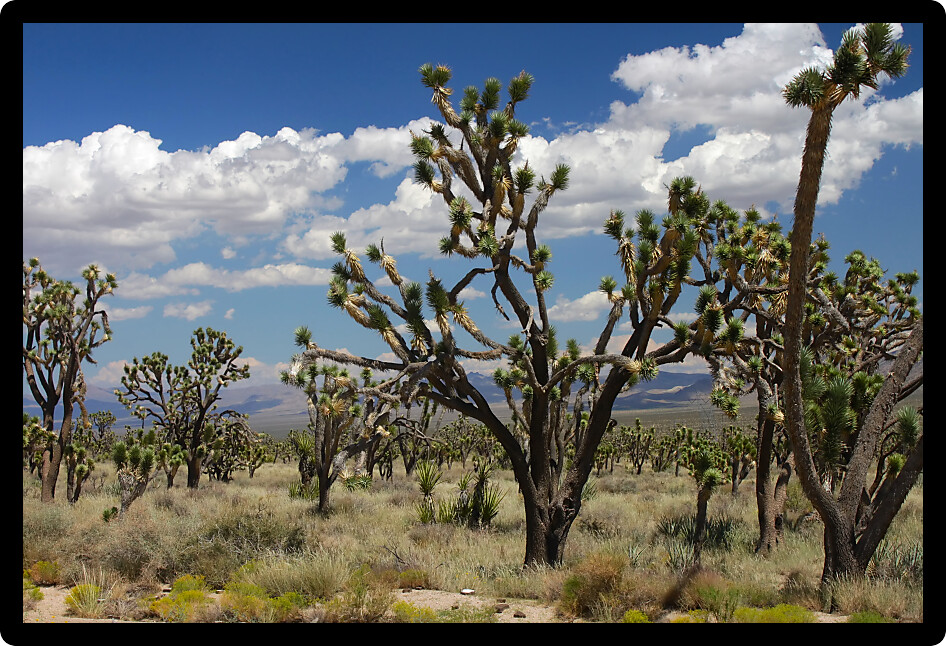 Joshua trees at the Mojave National Preserve in California.