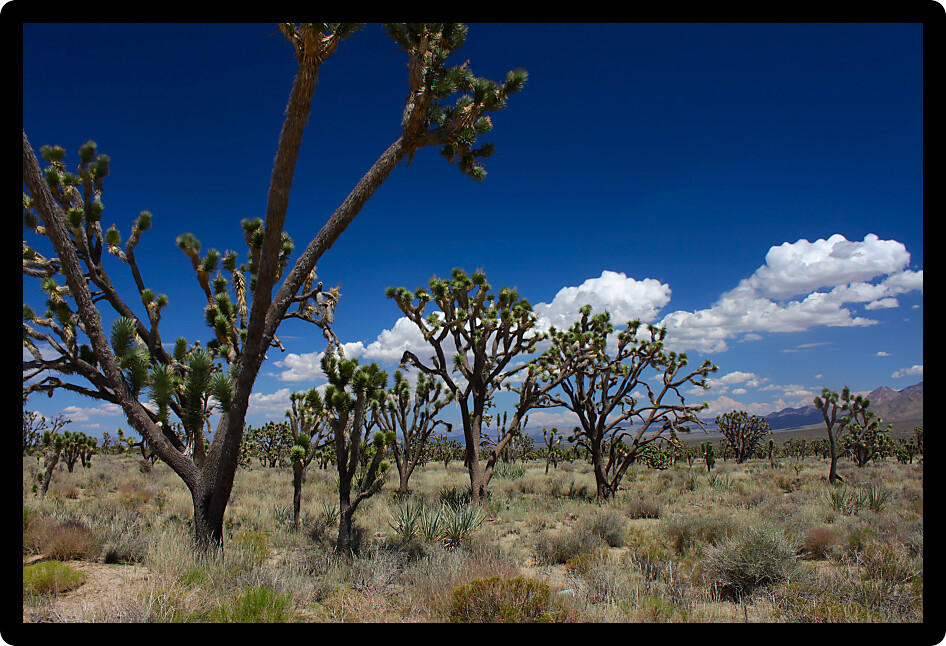 Joshua trees at the Mojave National Preserve in California.