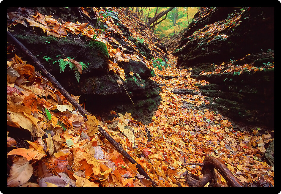 Beautifully colored fall leaves fill a canyon at Kishwaukee Gorge Forest Preserve in northern Illinois.