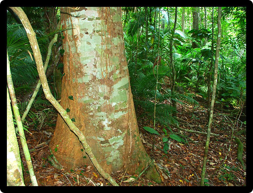 Tropical rainforest of Barron Gorge National Park near Kuranda in Australia.