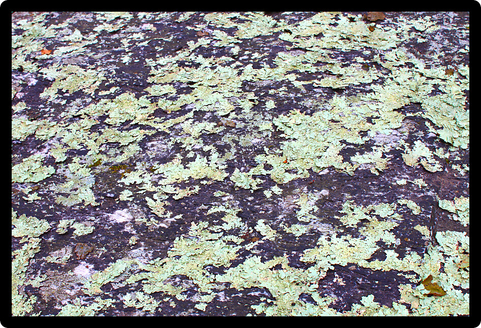 Lichen covers parts of a rock in Alabama.