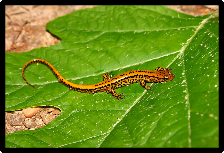 Long-tailed Salamander (Eurycea longicauda) in a natural environment of Mississippi.