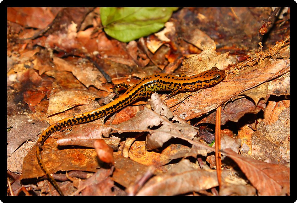 Long-tailed Salamander (Eurycea longicauda) inhabiting a natural environment of Mississippi.