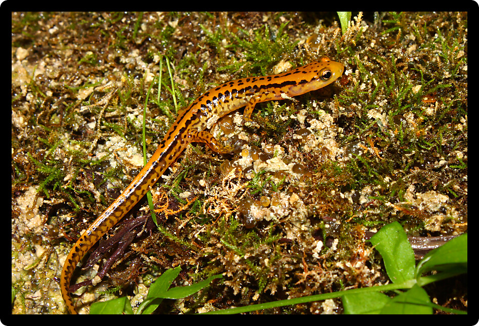 Long-tailed Salamanders (Eurycea longicauda) inhabit natural environments of northern Alabama.