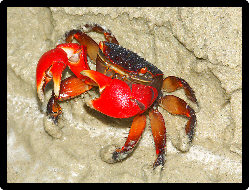 Mangrove Crab on the beach near Cape Tribulation in Queensland Australia.