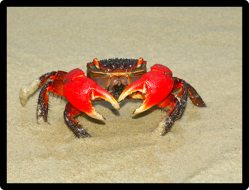 Mangrove Crab on the beach near Cape Tribulation in Queensland Australia.