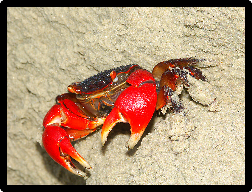Mangrove Crab on the beach near Cape Tribulation in Queensland Australia.