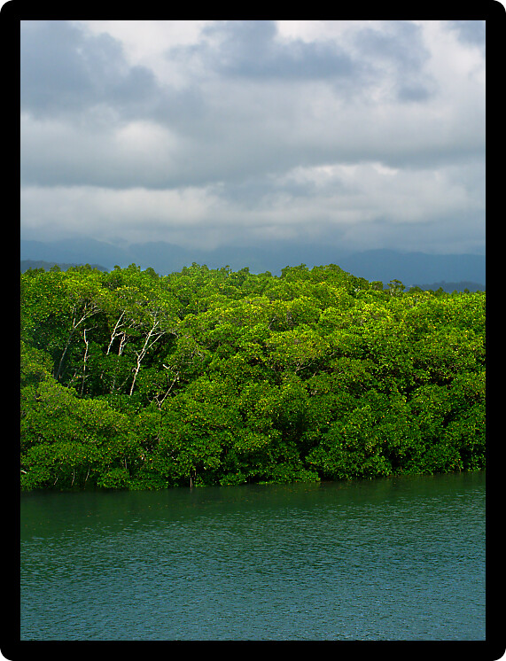 Mangroves grow thick along the coast of Port Douglas in Queensland Australia.