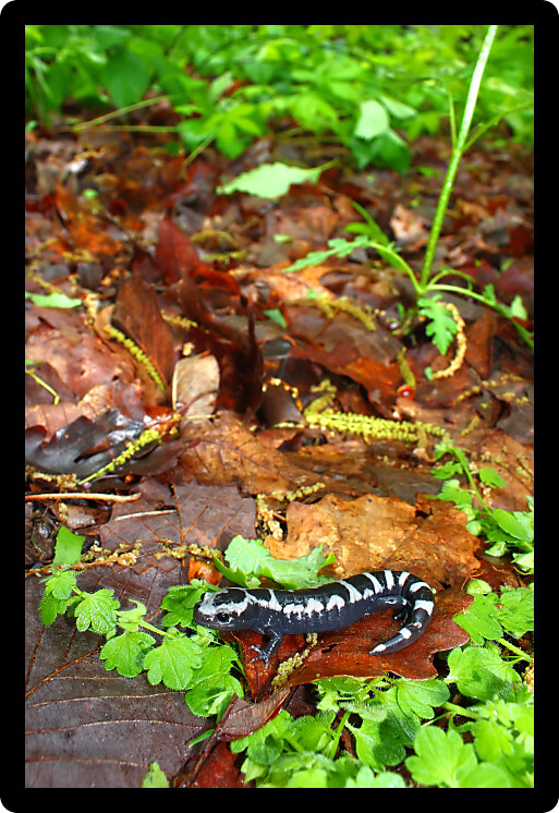 Marbled Salamander (Ambystoma opacum) out hunting after a heavy rain in Alabama.