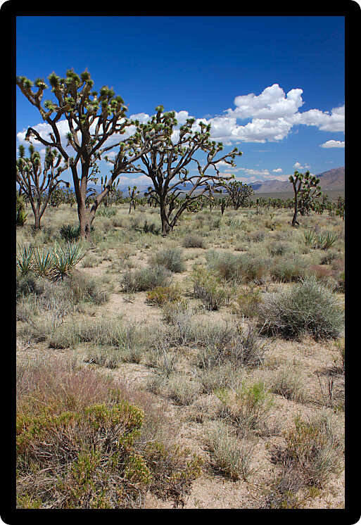 Joshua trees at the Mojave National Preserve in California.