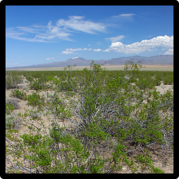 Rugged dry landscape of the Mojave National Preserve in California.