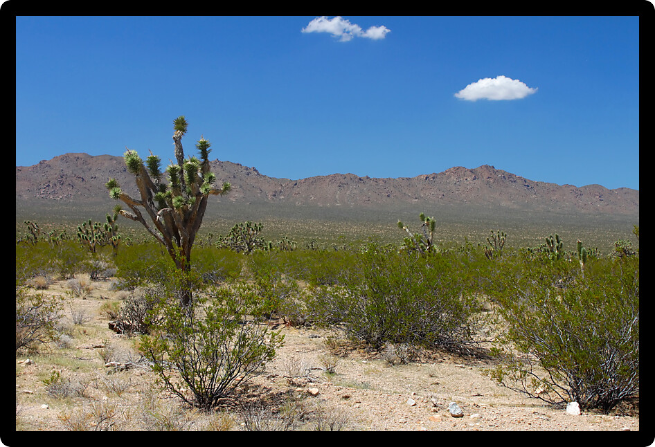 Dry landscape of the Mojave National Preserve in California.
