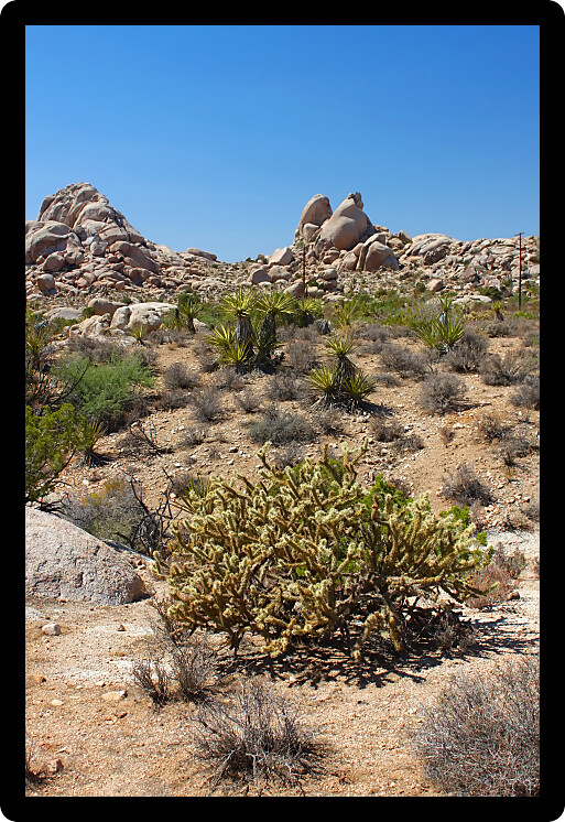 The dry landscape of the Mojave National Preserve in California.
