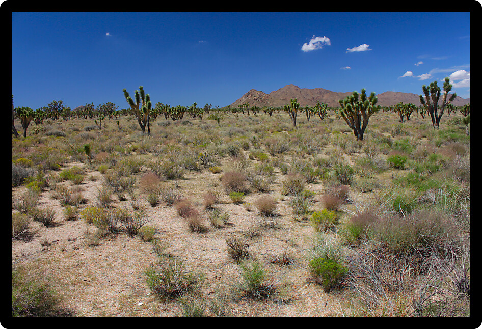 The arid expanse of the Mojave National Preserve in California.