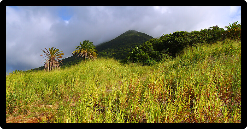 View of Mount Liamuiga from the sugar cane fields of Saint Kitts.