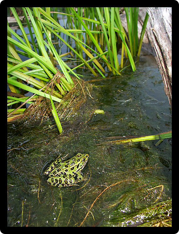Northern Leopard Frog (Rana pipiens) in the northwoods of Wisconsin.
