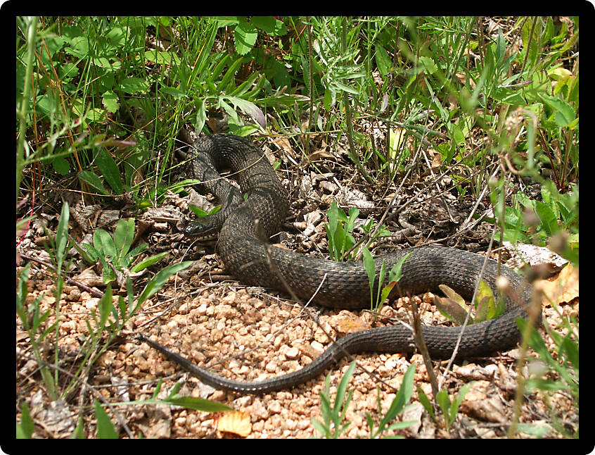 Northern Watersnake (Nerodia sipedon) inhabiting the northwoods of Wisconsin.