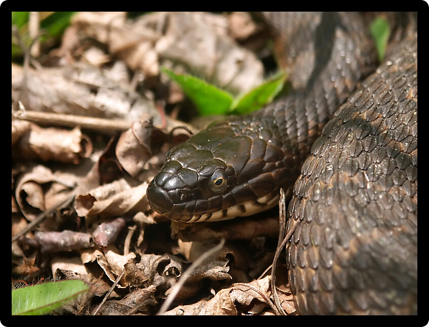 Northern Watersnake (Nerodia sipedon) in the northwoods of Wisconsin.