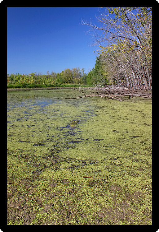 Landscape at Pecatonica Wetlands Forest Preserve in northern Illinois.